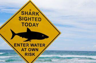 Трагические случаи с нападениями акул