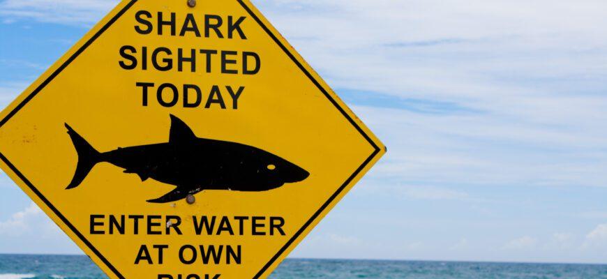 Трагические случаи с нападениями акул
